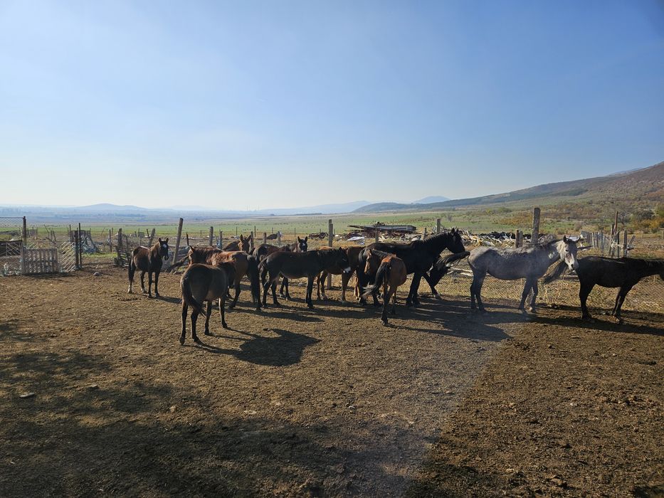 Мулета,катъри,коне