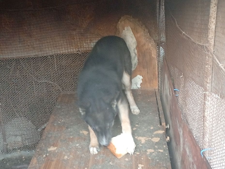 Отдаю щенка порода хасок