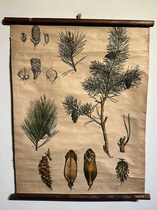 Соц Учебни Плакати Постери Ботаника