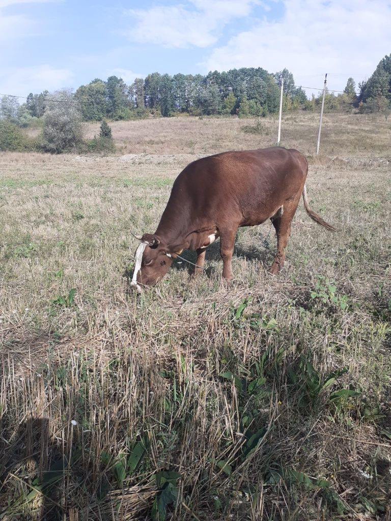 Vând vaca gestanta