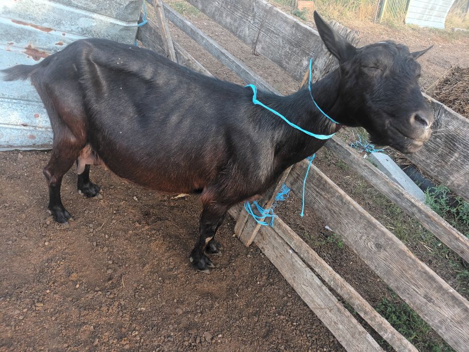 Vând un tap și o iada