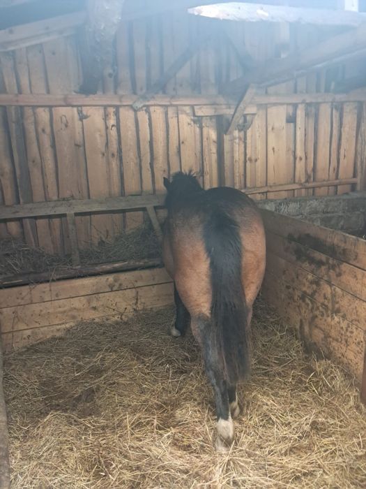 Vand manza de 1 an si 2 luni