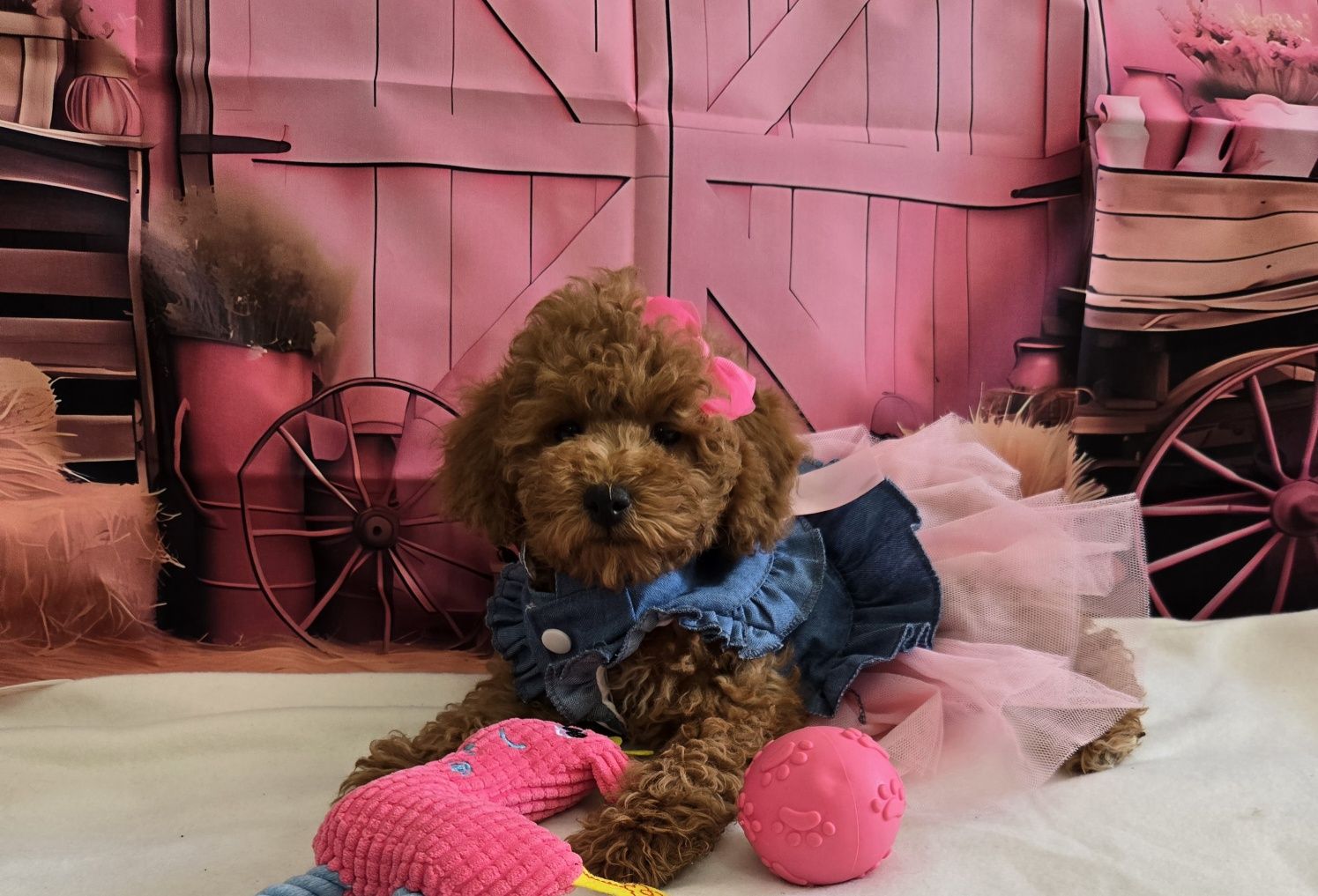 Пудел той/мини Poodle toy с родословие