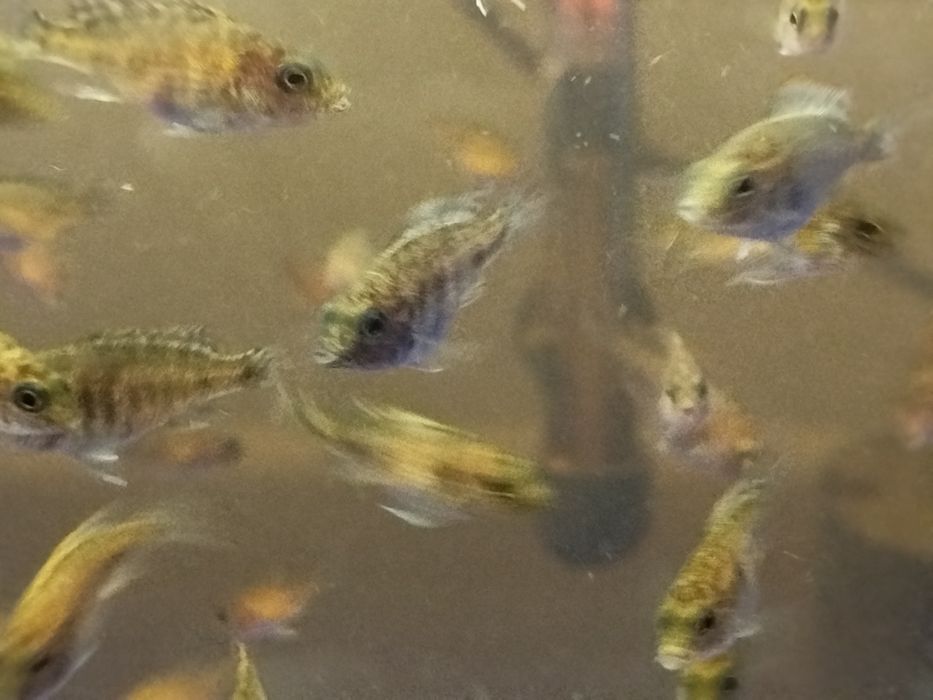 Аквариумные рыбки.