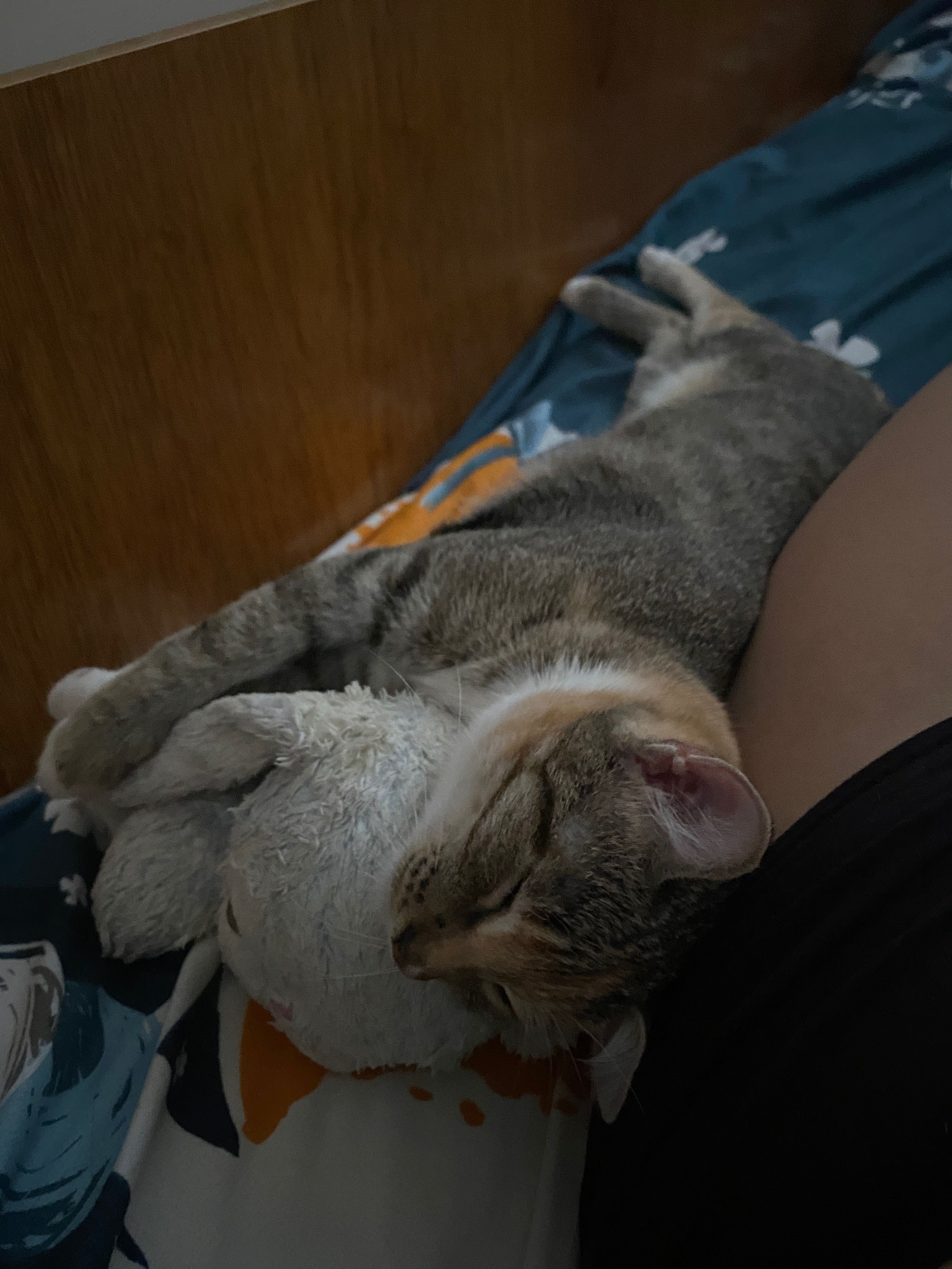 pisica spre adoptie