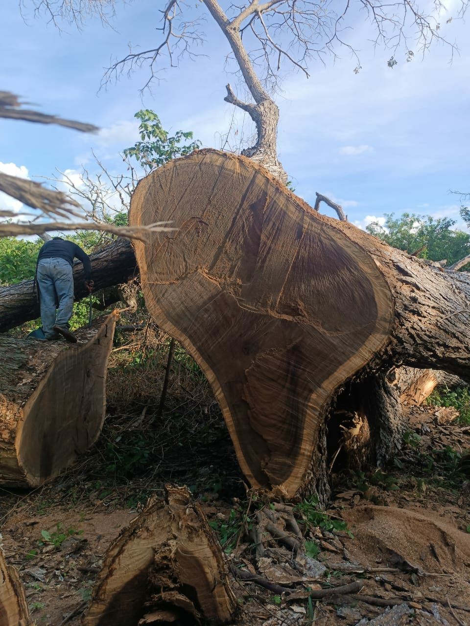 Vând Blaturi lemn Exotic Albizia Saman import venezuela pentru mese