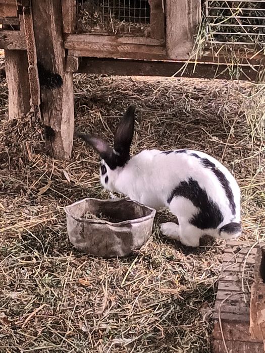 De vânzare Iepuri Femela și Masculi Fluture German