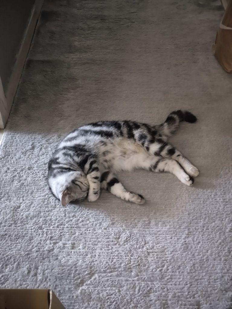 Отдам бесплатно Кошку Scottish Straight