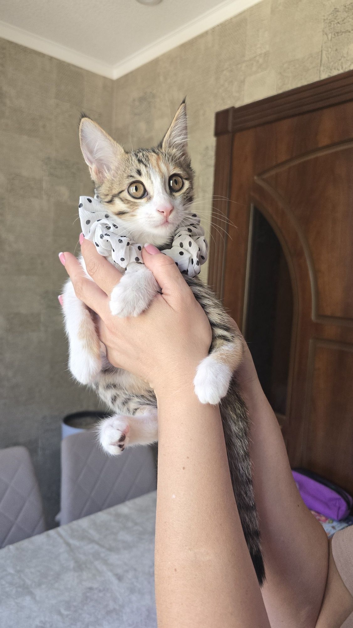 Бесплатно! В добрые руки отдам котёнка,!