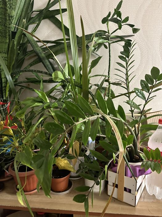 Комнатные цветы