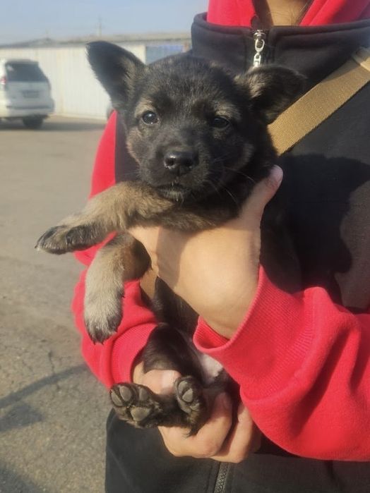 Ищем дом прекрасным щеночкам!