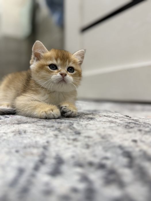 Золотая шиншилла мальчик