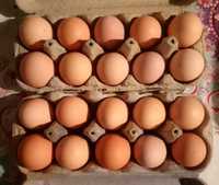 Ouă de găini crescute la curte și carne de pasăre