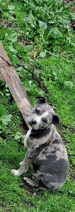 Puiuți American bully