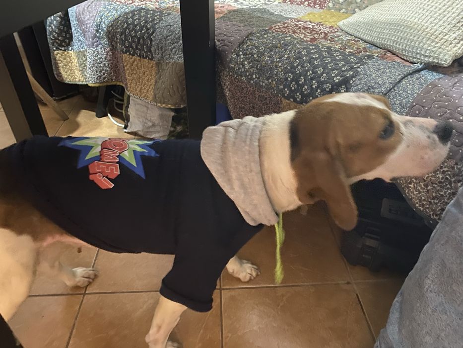 Donație – Beagle tricolor, femelă, 4 ani