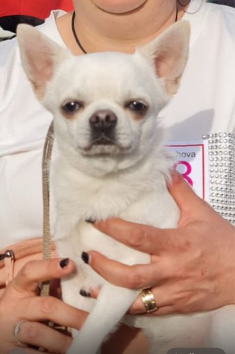 Chihuahua cu pedigree Fci