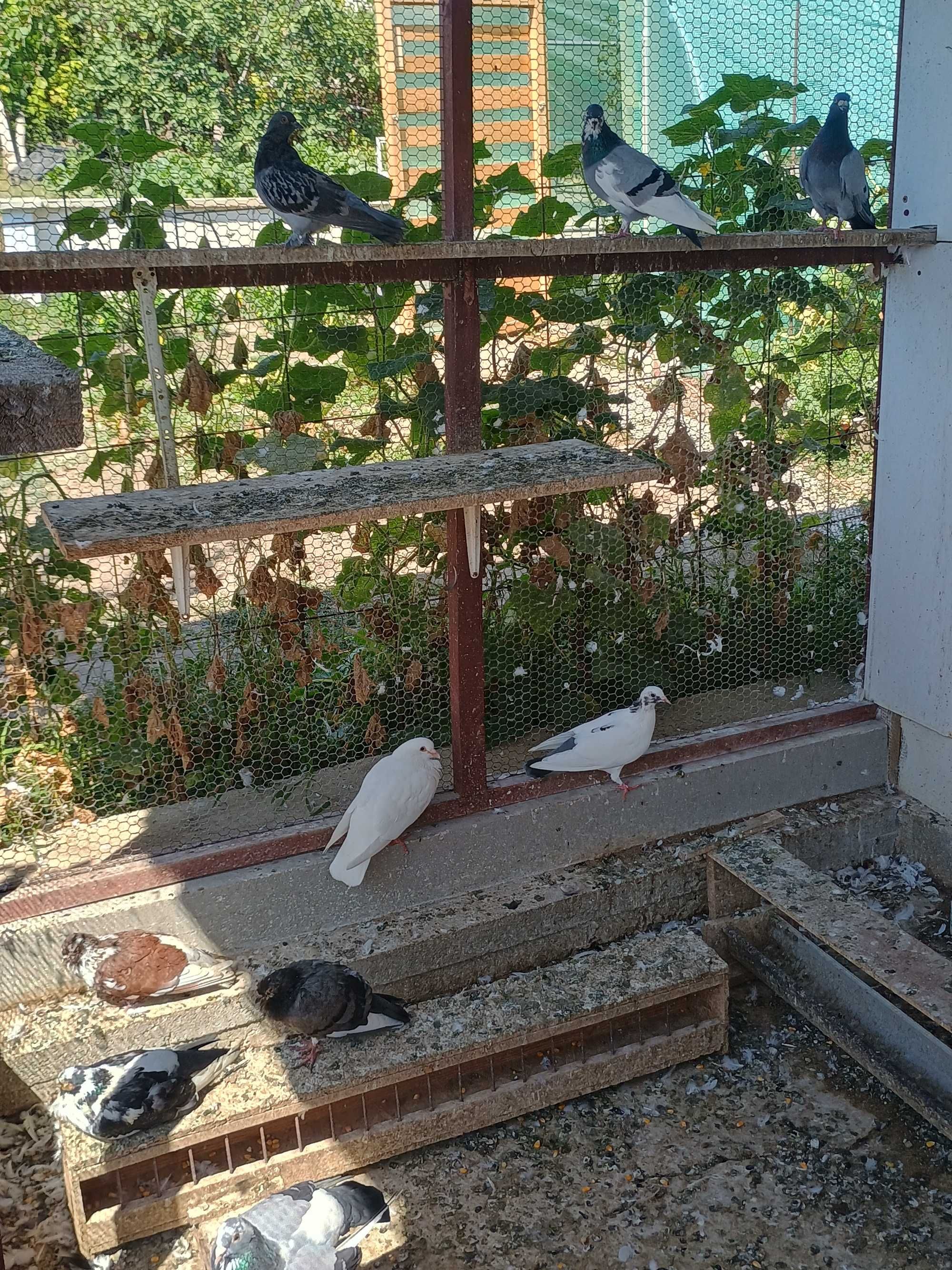 Продавам гълъби.