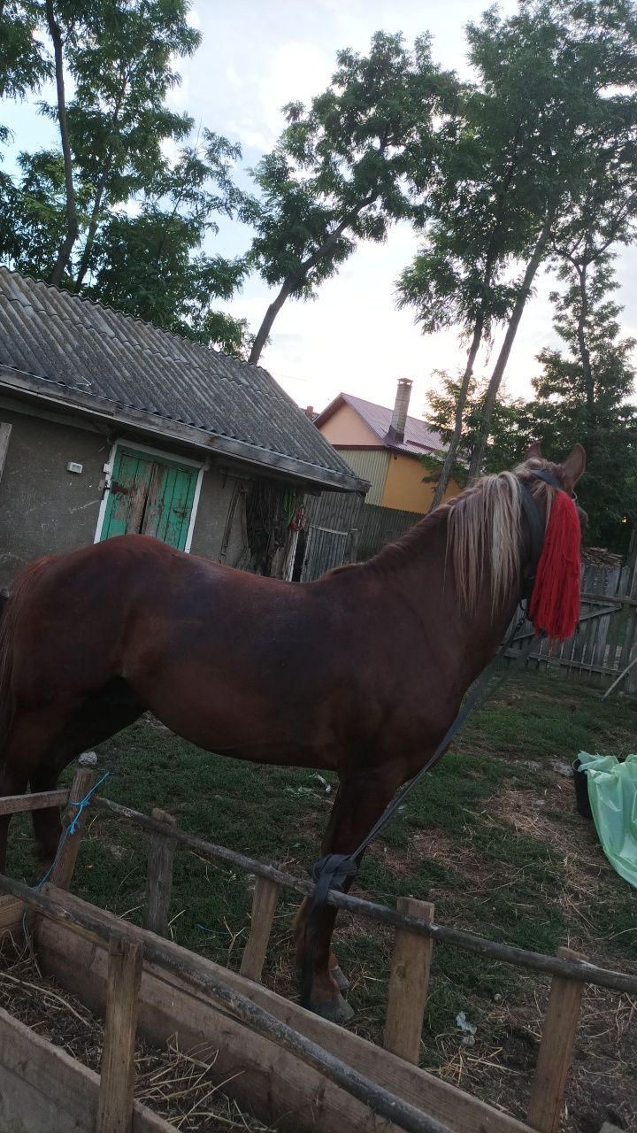 De vânzare cal !