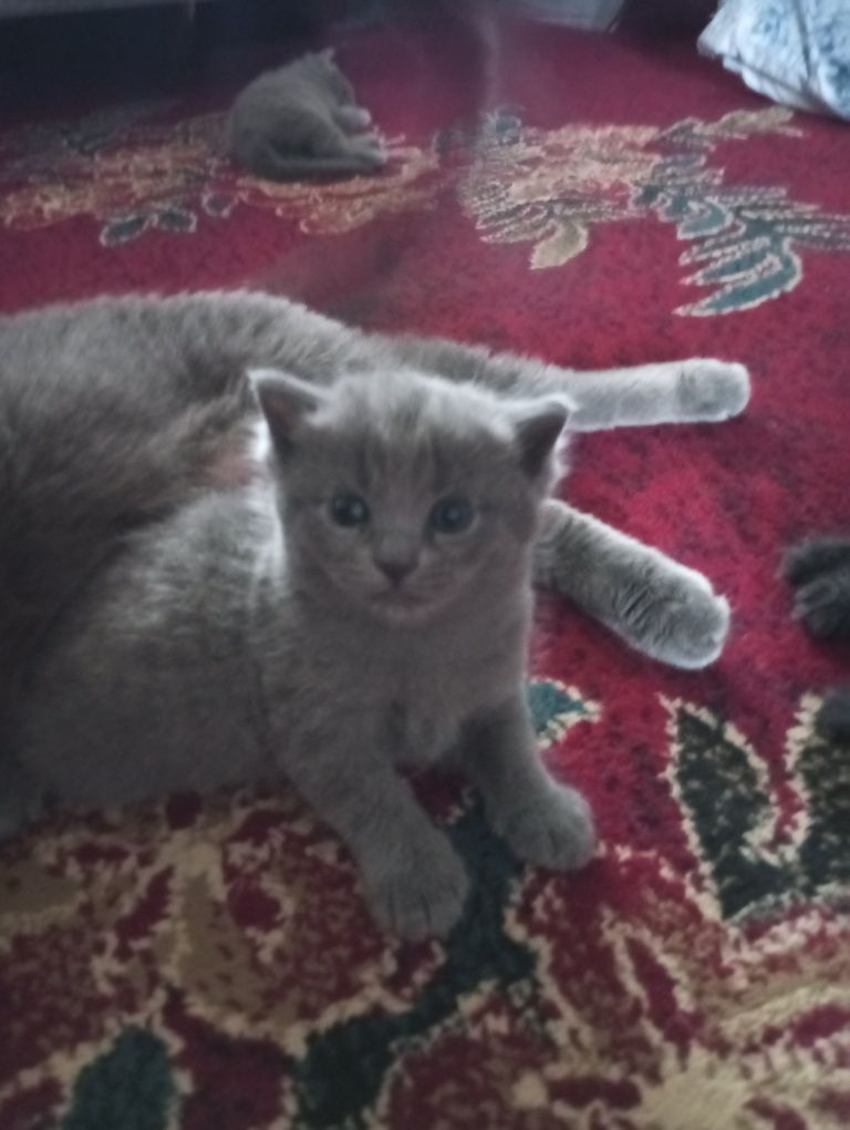 Котёнок страйт девочка