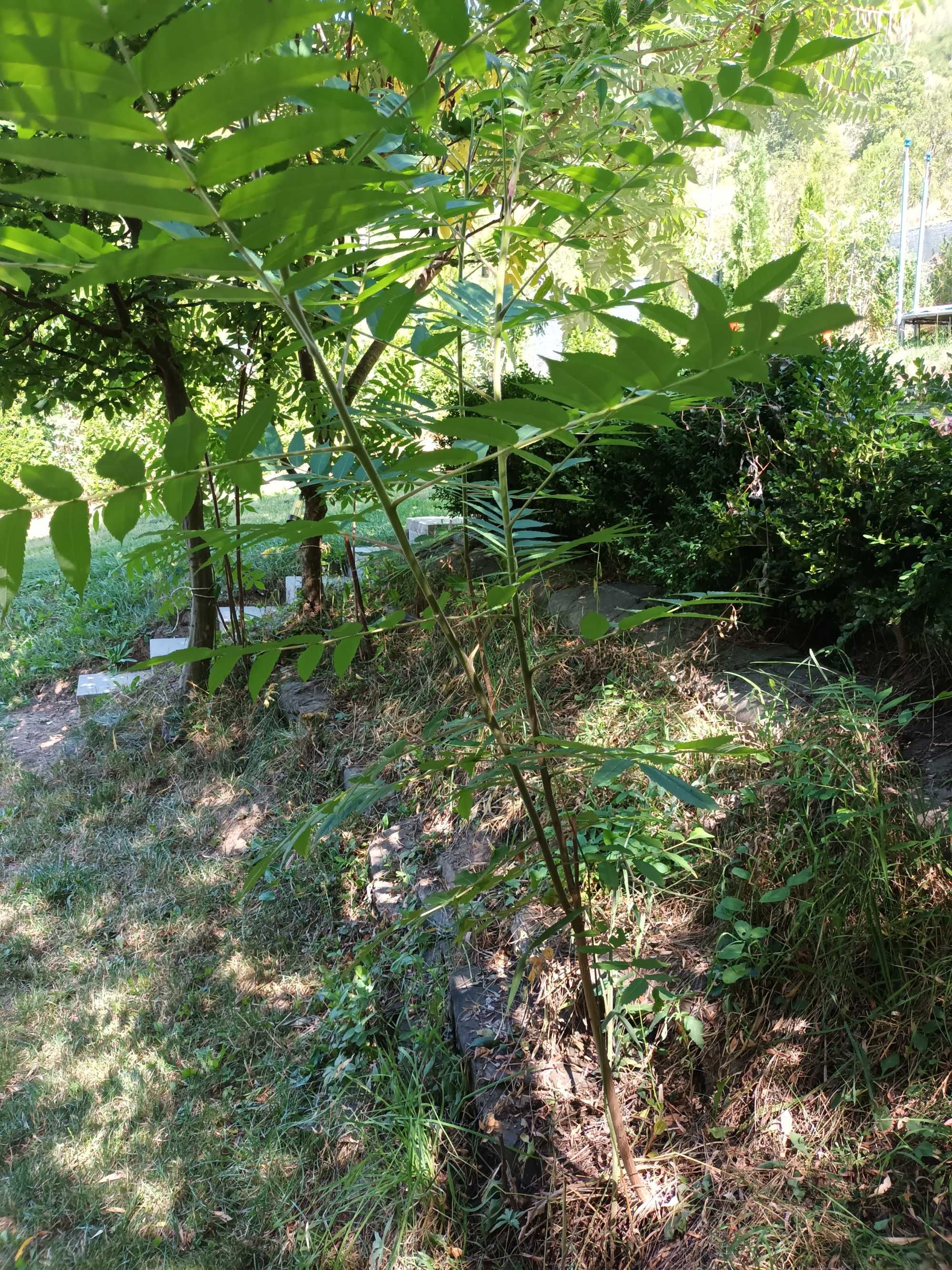 Vand puieti ornamentali Otetar Rosu