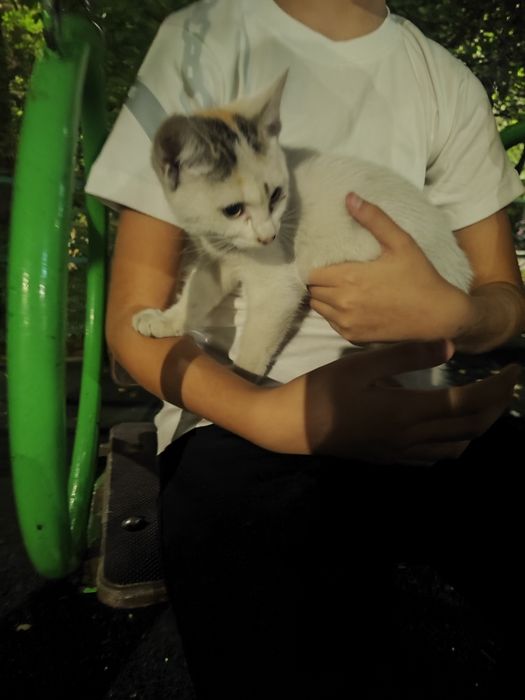 Котята к добрым людям