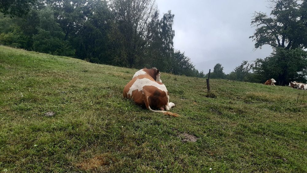 Taur ,Baltata Românească,pt reproductie