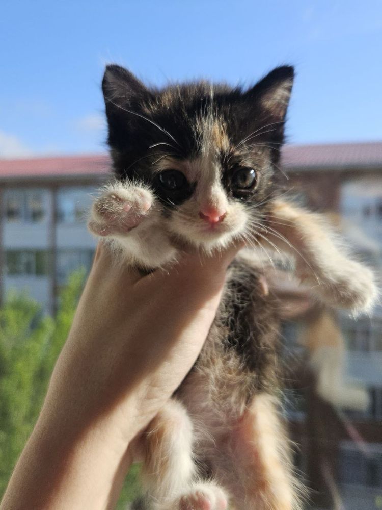 Отдам котенка в добрые руки
