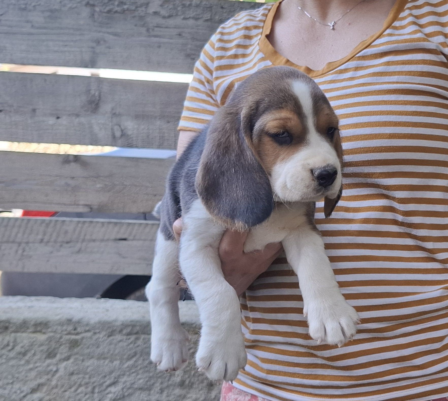 Pui beagle tricolor din părinți cu pedigree
