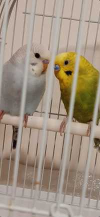 2 домашних попугая