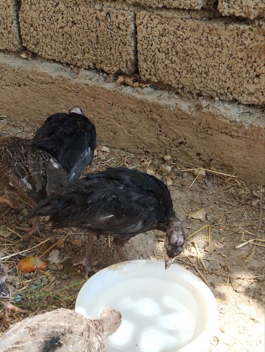 Продаётся цыплята индушата