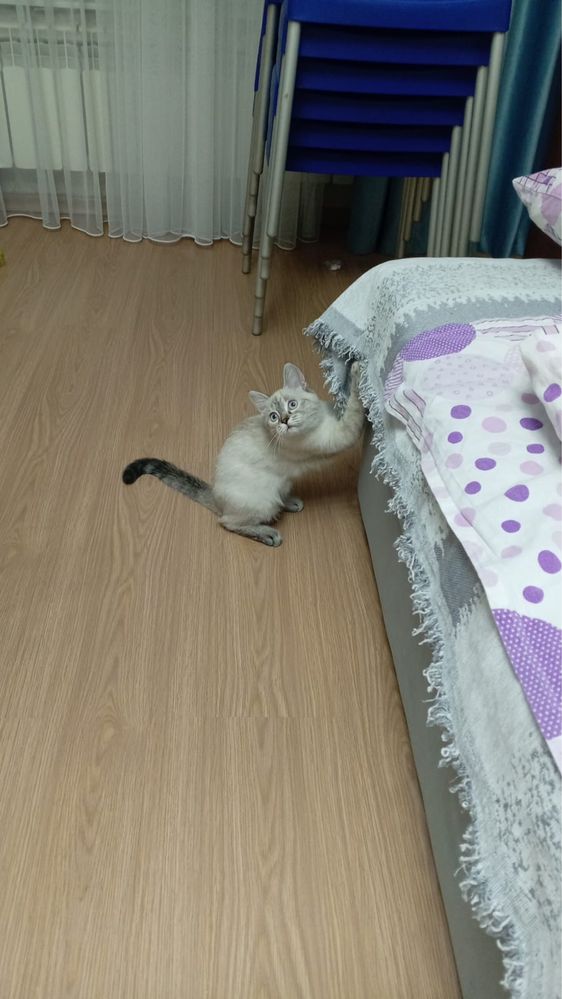 Продается котенок