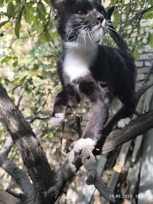 Отдам даром котят