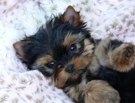 De vânzare Yorkshire Terrier Mini Toy/Teacup 1.8 kg la maturitate
