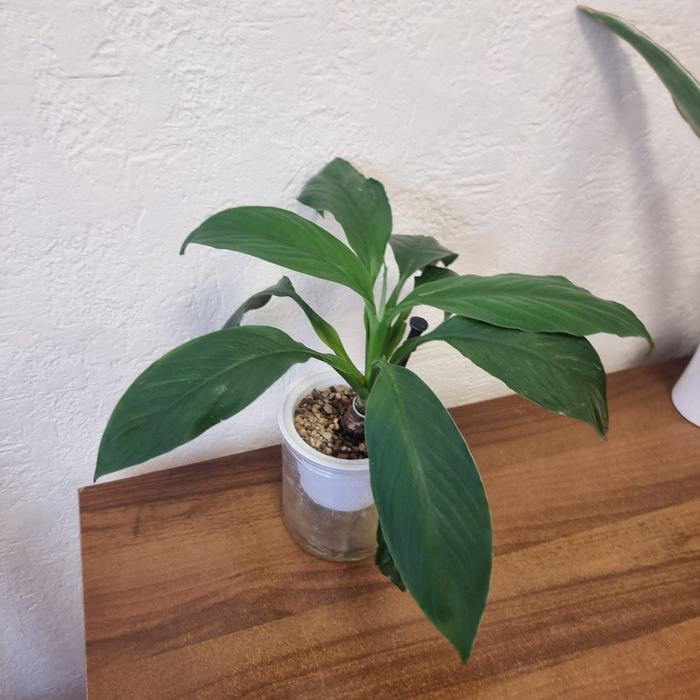 Спатифилум Сенсация