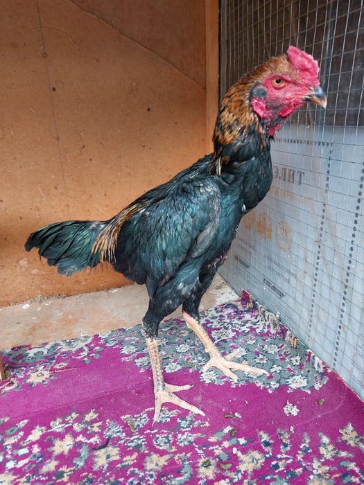 Dakan xo'roz jo'ja korea