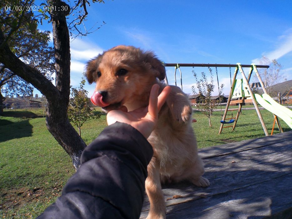 Căței metis,1 băiat, 2 fete