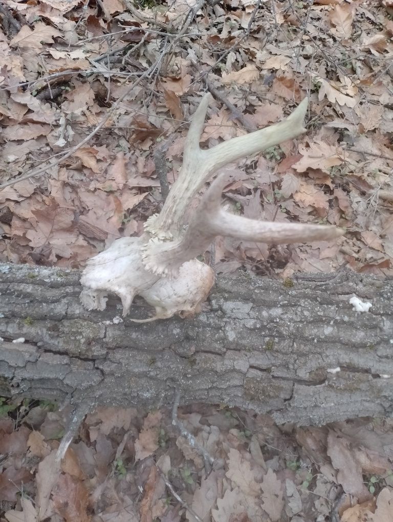Coarne de căprioare