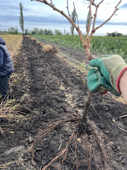 Vand butasi vita de vie soiuri de vasa si de vin
