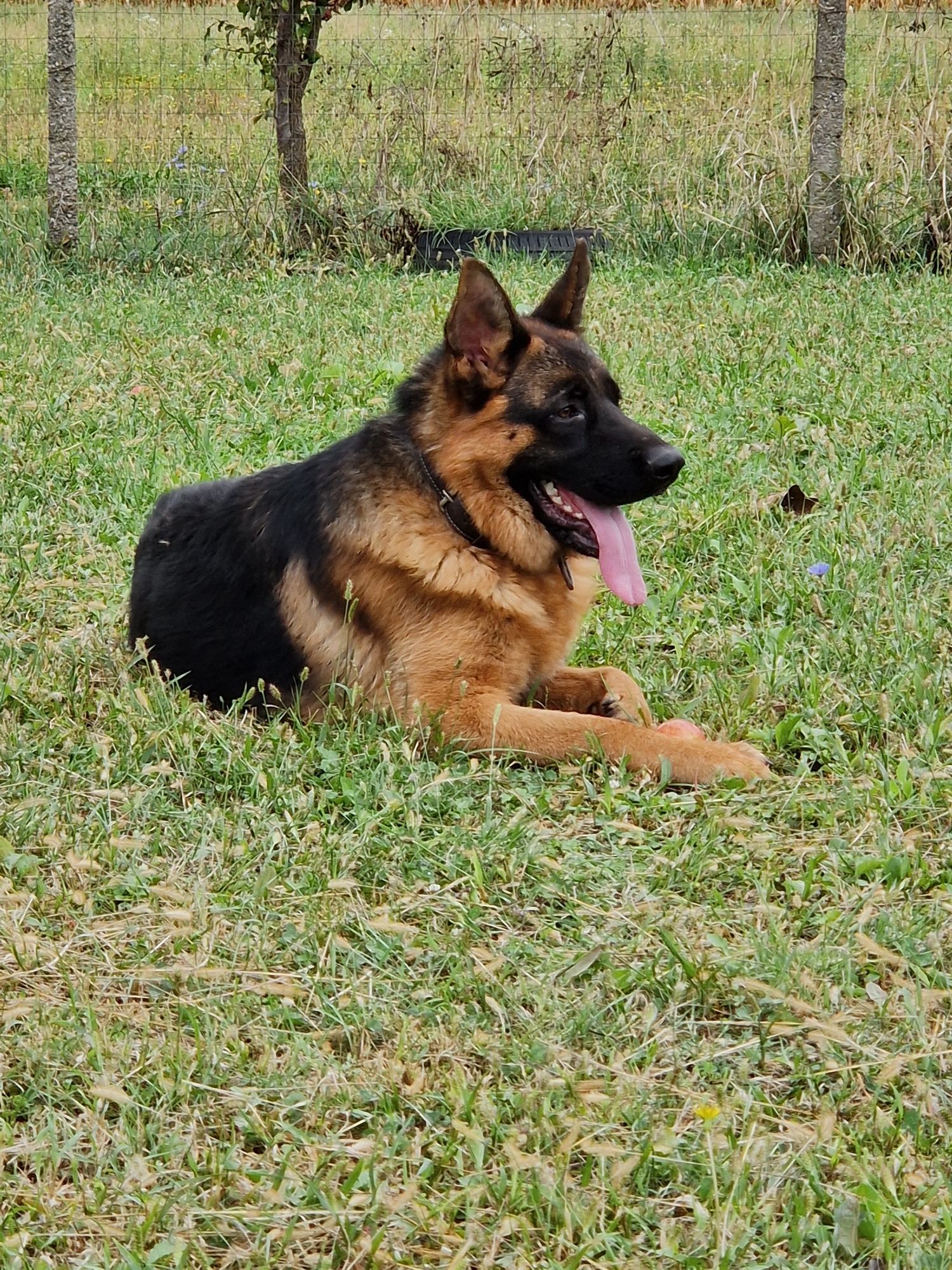 Ciobanesc German