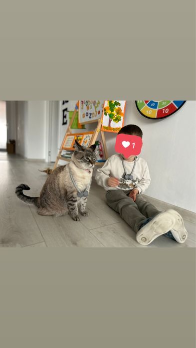 Donez pisică adultă