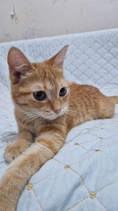 Котёнок-девочка Юся ищет дом и надёжных хозяев