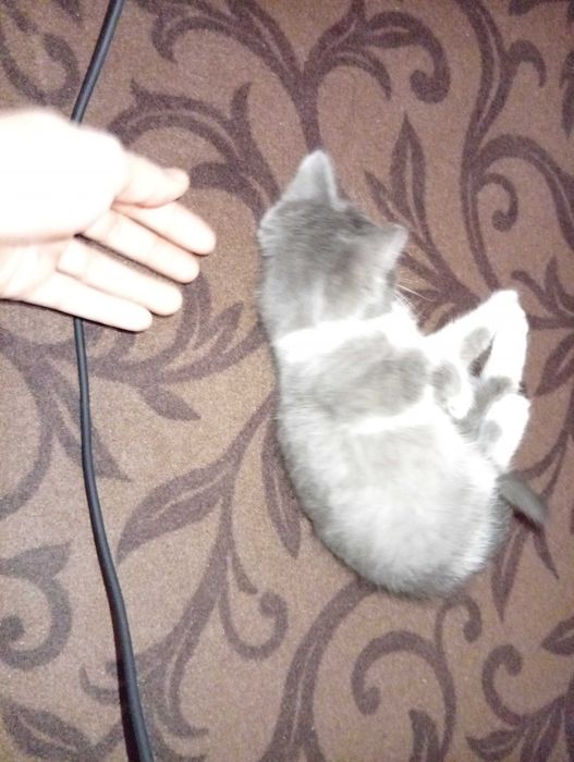 Котенок в добрые руки