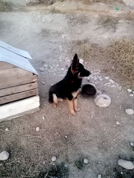 Toza qonli afcharka sotiladi qoni toza