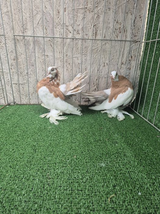 Porumbei jucator de volga