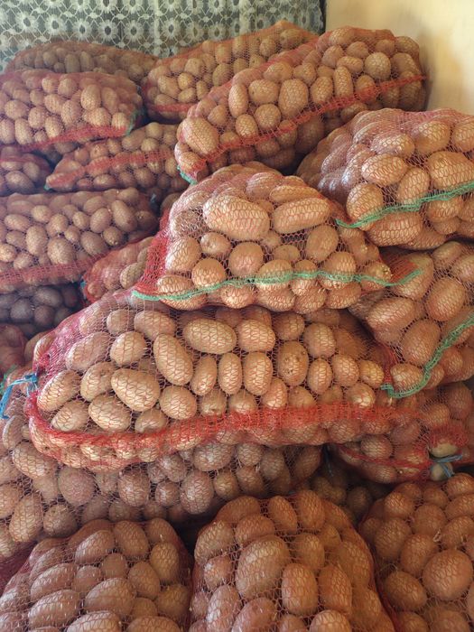 Cartofi rosii consum Bellarosa