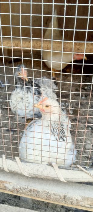 Япон хурози жуфтлиги сотилади