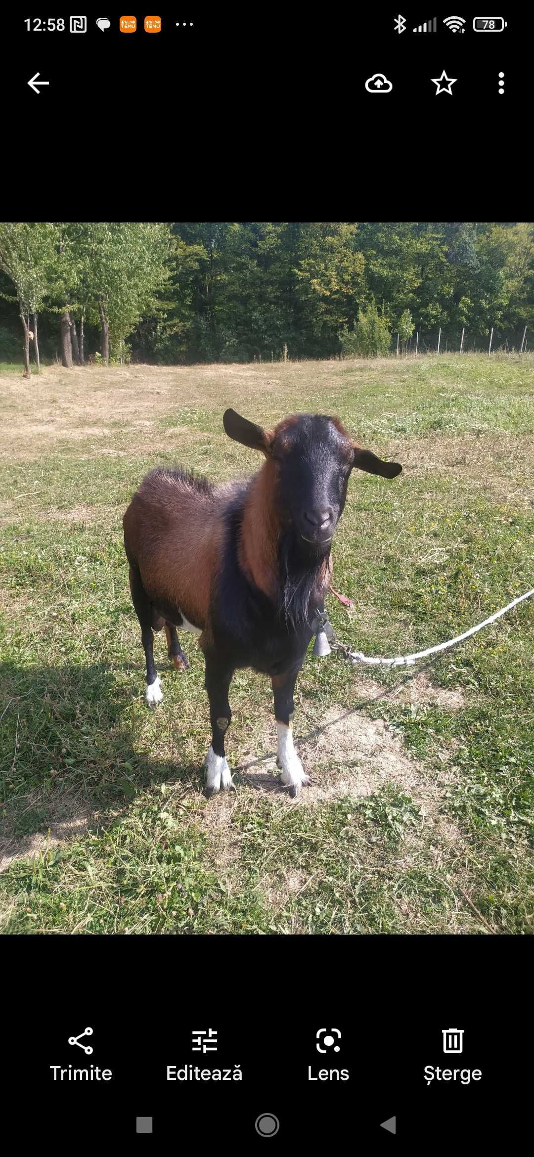 Vând capre și țapi alpine