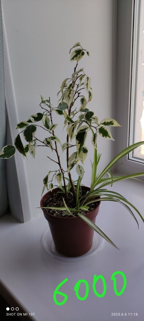 Фикусы разные виды