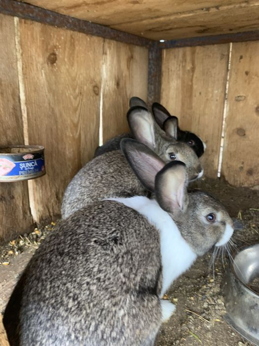 Iepuri  — 70 lei .