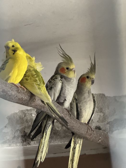 Продавам корели и вълнисти папагали